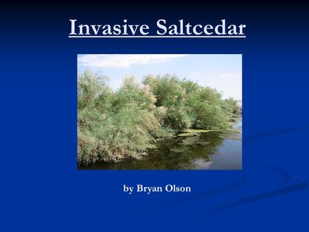 Invasive Saltcedar by Bryan Olson. History Introduced into US in 1800s Introduced into US in 1800s Ornamental value Ornamental value Today Tamarix (Saltcedar)