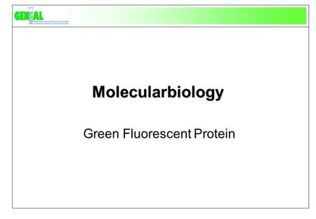 Molecularbiology Green Fluorescent Protein. Alba, the fluorescent bunny.