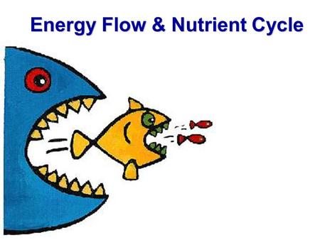 Energy Flow & Nutrient Cycle