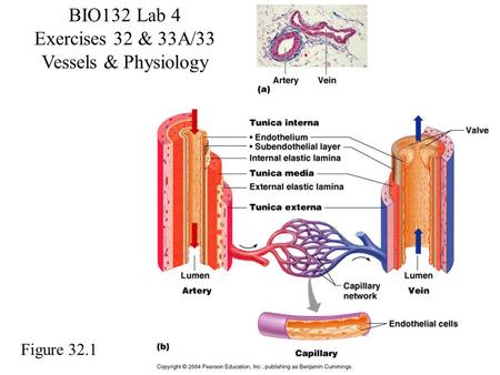 BIO132 Lab 4 Exercises 32 & 33A/33 Vessels & Physiology Figure 32.1.