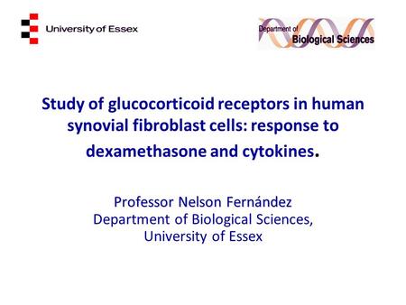 Study of glucocorticoid receptors in human synovial fibroblast cells: response to dexamethasone and cytokines. Professor Nelson Fernández Department of.