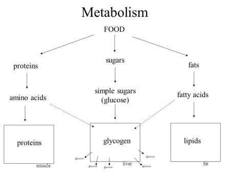 Metabolism FOOD proteins sugars fats amino acids fatty acids simple sugars (glucose) muscle proteins liver glycogen fat lipids glucose.