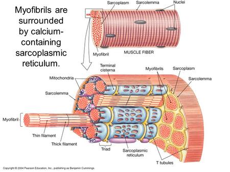 Myofibrils are surrounded by calcium- containing sarcoplasmic reticulum.