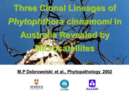 Three Clonal Lineages of Phytophthora cinnamomi in Australia Revealed by Microsatellites M.P Dobrowolski et al., Phytopathology 2002.
