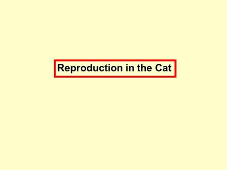 Reproduction in the Cat. Feline Physiology and Reproduction Reproduction in the Queen 10 months (range 4-18). Average age of puberty in the queen:10.