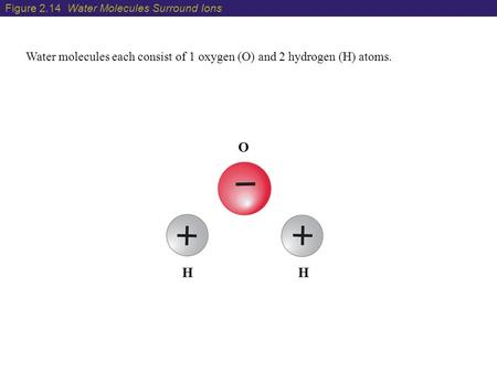 Water molecules each consist of 1 oxygen (O) and 2 hydrogen (H) atoms. O HH Figure 2.14 Water Molecules Surround Ions.