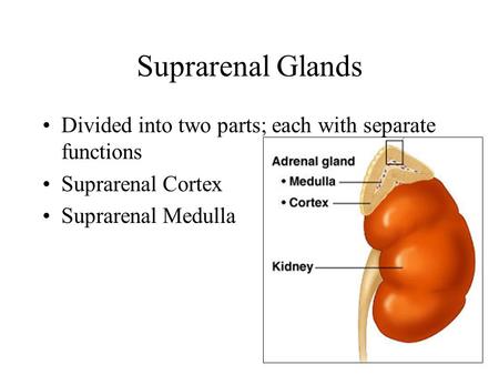 Suprarenal Glands Divided into two parts; each with separate functions Suprarenal Cortex Suprarenal Medulla.