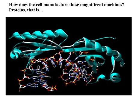 How does the cell manufacture these magnificent machines? Proteins, that is…