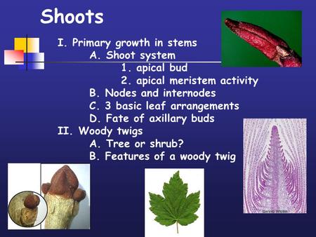 Shoots I. Primary growth in stems A. Shoot system 1. apical bud 2. apical meristem activity B. Nodes and internodes C. 3 basic leaf arrangements D. Fate.