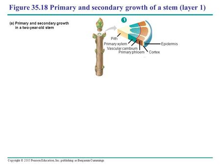 Copyright © 2005 Pearson Education, Inc. publishing as Benjamin Cummings Figure 35.18 Primary and secondary growth of a stem (layer 1) (a) Primary and.
