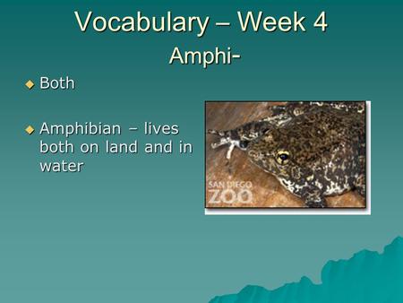 Vocabulary – Week 4 Amphi -  Both  Amphibian – lives both on land and in water.