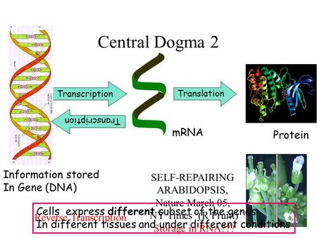 Central Dogma 2 Transcription mRNA Information stored In Gene (DNA) Translation Protein Transcription Reverse Transcription SELF-REPAIRING ARABIDOPSIS,