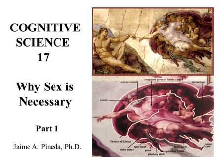 COGNITIVE SCIENCE 17 Why Sex is Necessary Jaime A. Pineda, Ph.D.