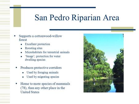 San Pedro Riparian Area  Supports a cottonwood-willow forest Excellent protection Roosting sites Microhabitats for terrestrial animals ‘Snags’; protection.