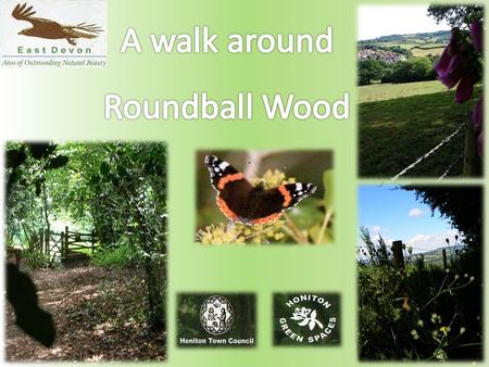 Roundball Wood is a pretty, self-contained area of woodland situated to the south of Honiton within the East Devon Area Of Outstanding Natural Beauty.