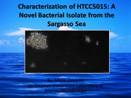 Characterization of HTCC5015: A Novel Bacterial Isolate from the Sargasso Sea By: Marie Johnson Dr. Stephen Giovannoni Laboratory of Marine Microbiology.