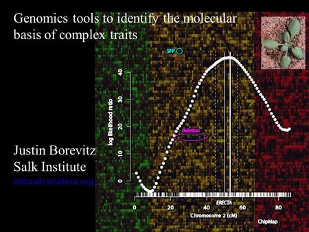 Genomics tools to identify the molecular basis of complex traits Justin Borevitz Salk Institute naturalvariation.org.