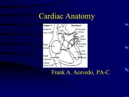 Cardiac Anatomy Frank A. Acevedo, PA-C. Thoracic Divisions 3 major divisions Mediastinum contains most of thoracic structures Subdivisions exist.