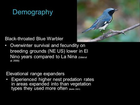Demography Black-throated Blue Warbler Overwinter survival and fecundity on breeding grounds (NE US) lower in El Nino years compared to La Nina (Sillet.