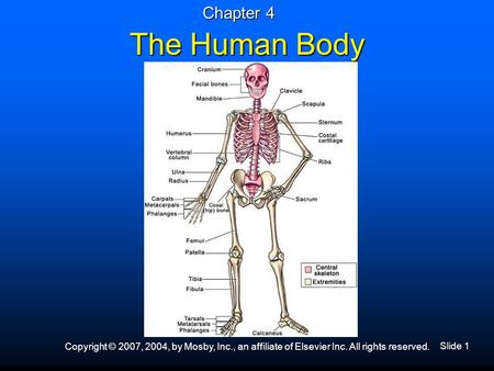 Slide 1 Copyright © 2007, 2004, by Mosby, Inc., an affiliate of Elsevier Inc. All rights reserved. The Human Body Chapter 4.
