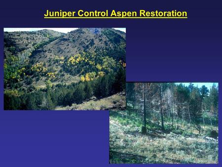 Juniper Control Aspen Restoration. Aspen, Northern Great Basin.