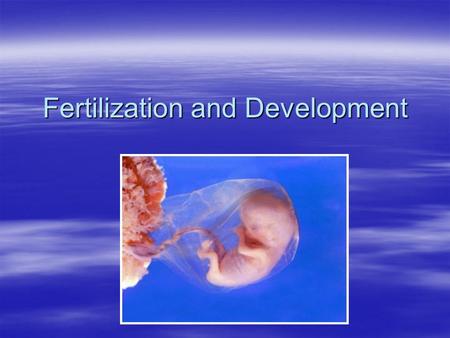 Fertilization and Development. Fertilization   The union of sperm and ovum – –Forms a zygote  The ovum completes meiosis II following fertilization.