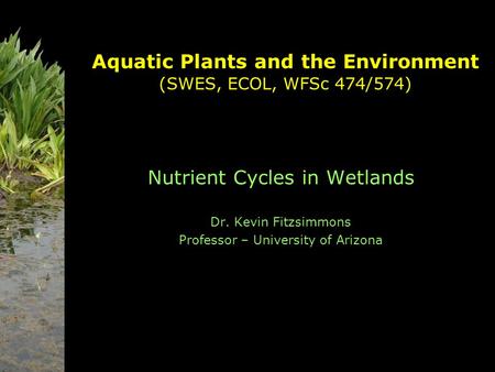 Aquatic Plants and the Environment (SWES, ECOL, WFSc 474/574) Nutrient Cycles in Wetlands Dr. Kevin Fitzsimmons Professor – University of Arizona.