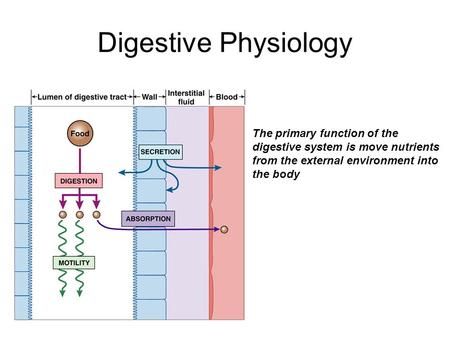 Digestive Physiology The primary function of the digestive system is move nutrients from the external environment into the body.