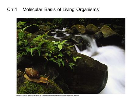 Ch 4 Molecular Basis of Living Organisms. After water, cells consists mostly of carbon-based compounds= organic molecules Examples Carbohydrates, lipids,