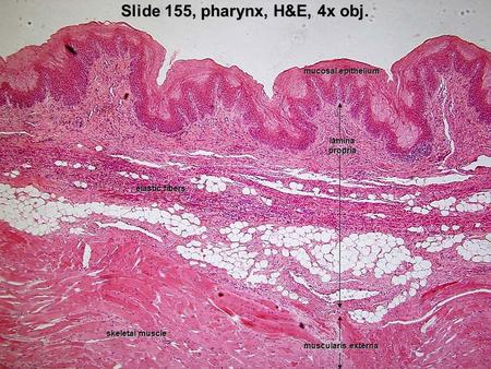 Slide 155, pharynx, H&E, 4x obj. mucosal epithelium lamina propria