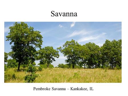 Savanna Pembroke Savanna – Kankakee, IL. Savanna in Wisconsin.