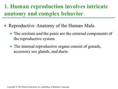  Reproductive Anatomy of the Human Male.  The scrotum and the penis are the external components of the reproductive system.  The internal reproductive.