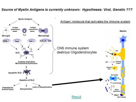 Source of Myelin Antigens is currently unknown: Hypotheses: Viral, Genetic ??? Antigen: molecule that activates the immune system CNS immune system destroys.