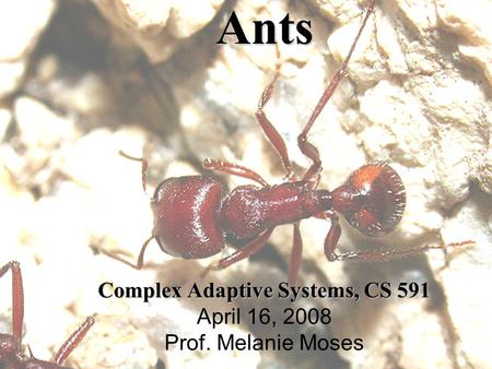 Ants Complex Adaptive Systems, CS 591 Ants Complex Adaptive Systems, CS 591 April 16, 2008 Prof. Melanie Moses.
