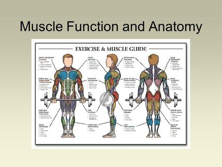 Muscle Function and Anatomy. Function of Muscle Motion of joints Movement of body fluids - pump blood, peristalsis Regulation of body fluids - bladder.