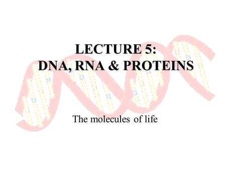 LECTURE 5: DNA, RNA & PROTEINS