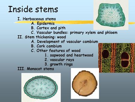 Inside stems I. Herbaceous stems A. Epidermis B. Cortex and pith C. Vascular bundles: primary xylem and phloem II. Stem thickening: wood A. Development.