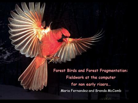 Forest Birds and Forest Fragmentation: Fieldwork at the computer for non early risers… Maria Fernandez and Brenda McComb.