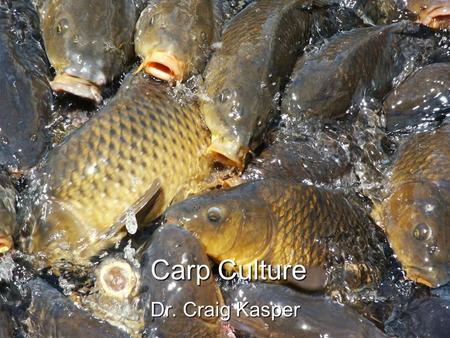 Carp Culture Dr. Craig Kasper. Introduction Possibly the oldest form of aquaculture in the known world.Possibly the oldest form of aquaculture in the.