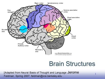EE141 1 Brain Structures [Adapted from Neural Basis of Thought and Language Jerome Feldman, Spring 2007, Broca’s area Pars opercularis.