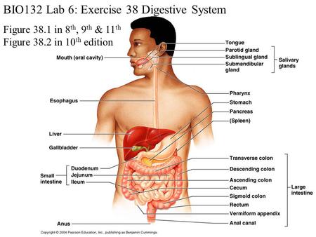 BIO132 Lab 6: Exercise 38 Digestive System