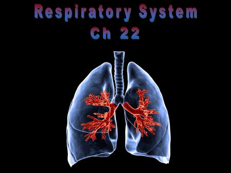 Respiratory System Ch 22.