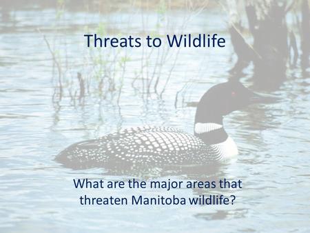 Threats to Wildlife What are the major areas that threaten Manitoba wildlife?