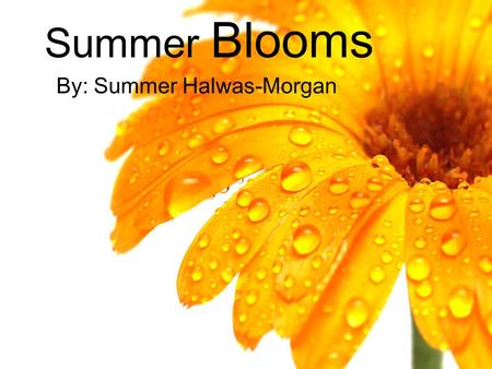 Summer Blooms By: Summer Halwas-Morgan. Top 5 Products.