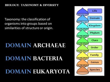 Biology: taxonomy & diversity Domain archaeae Domain bacteria Domain eukaryota Taxonomy: the classification of organisms into groups based on similarities.