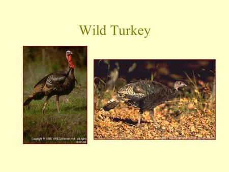 Wild Turkey. Dusky Grouse Spruce Grouse Greater Sage-Grouse.