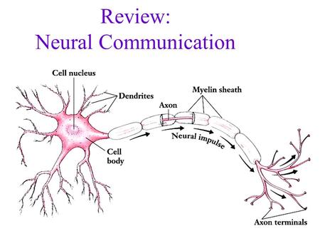 Review: Neural Communication Resting Cell Charges KW 4-10.