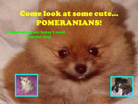 Come look at some cute… POMERANIANS! Pomeranians are today’s most popular dog!