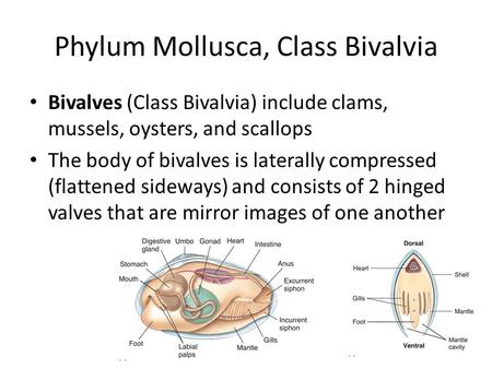 Phylum Mollusca, Class Bivalvia Bivalves (Class Bivalvia) include clams, mussels, oysters, and scallops The body of bivalves is laterally compressed (flattened.