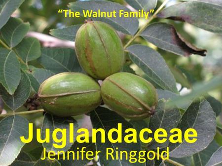 Juglandaceae Jennifer Ringgold “The Walnut Family”